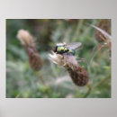 Search for macros posters Insects