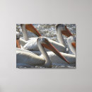 Search for bird pictures canvas prints Pelican