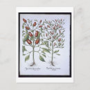 Search for pepper postcards Chilli