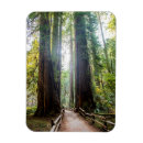 Search for muir woods magnets San francisco