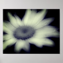 Search for black and white flowers posters Daisy