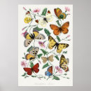 Search for butterfly posters Moth