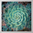 Search for close posters Cactus