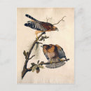 Search for bird print postcards Audubon