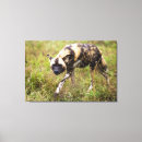 Search for wild one canvas prints Colour image