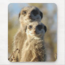 Search for meerkat gifts Meercats