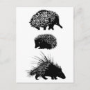 Search for spiny postcards Animal