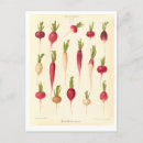 Search for radish postcards Vintage