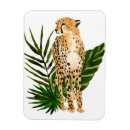 Search for cheetah magnets Big cat