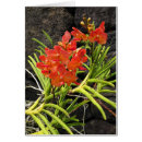 Search for vanda Tropical
