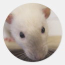 Search for fancy rat stickers Rodents