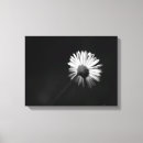 Search for white daisy canvas prints Black
