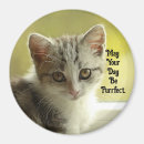 Search for unique cat magnets Kitten