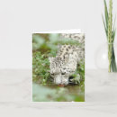 Search for cute leopard cards Kawaii