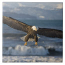 Search for bald eagle tiles Flying