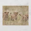 Search for nature reserve postcards Kenya