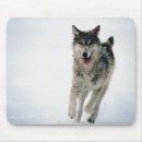 Search for wolf hunting mousepads Nature