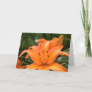 Search for tiger lily cards Photography