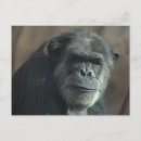 Search for chimp postcards Wildlife