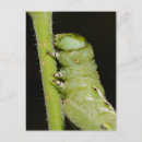 Search for worm postcards Insects
