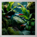 Search for aquarium fish posters Aquariums