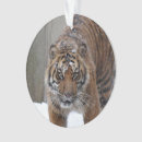 Search for sumatran photography Big cats