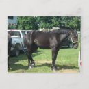 Search for draught postcards Equine