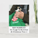 Search for calico christmas cards Tortie