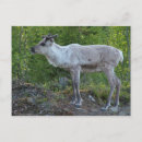 Search for reindeer postcards Lapland