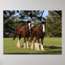 Search for shire horse posters Bob langrish