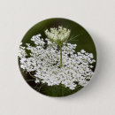 Search for lace badges Delicate