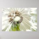 Search for purebred posters Nature