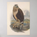 Search for brown hare posters Nature