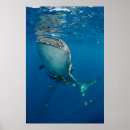 Search for whale shark posters Cenderawasih