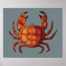 Search for crab posters Shellfish