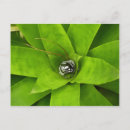 Search for bromeliad Garden