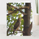 Search for hawk birthday cards Bird