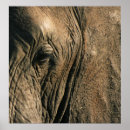 Search for elephant photos posters Africa