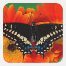 Search for papilio stickers Blue