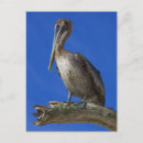 Search for limb postcards Bird