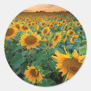 Search for cropped stickers Plant