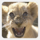 Search for aggressive stickers Wildlife
