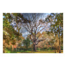 Search for walnut tree Nature