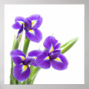 Search for purple flower posters Dark
