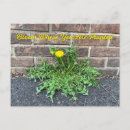 Search for dandelion postcards Weeds