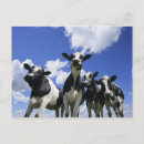 Search for blue cow postcards Animal
