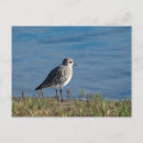 Search for plover postcards Nature