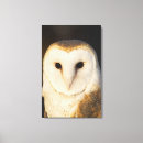 Search for barn owls canvas prints Brown