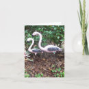 Search for flamingo note cards Bird