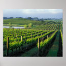 Search for grapevine posters Vineyard